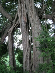 old_tree